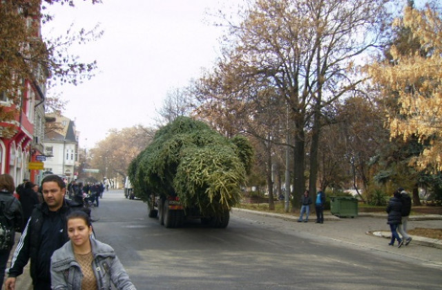 Площад Велбъжд вече има Коледна елха