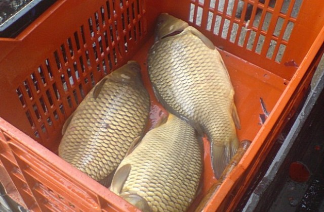 Конфискуваха 100 кг. жива риба в Пловдивско