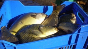 Никулден е Празнуват моряците банкерите и готвачите