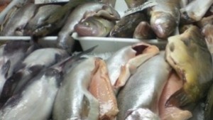 Шаранът в Габрово по 6 лв за килограм