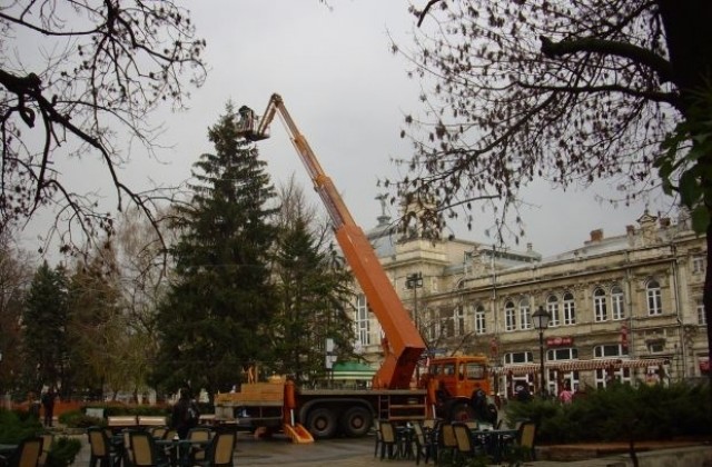 16-метрова коледна елха ще грейне в Русе