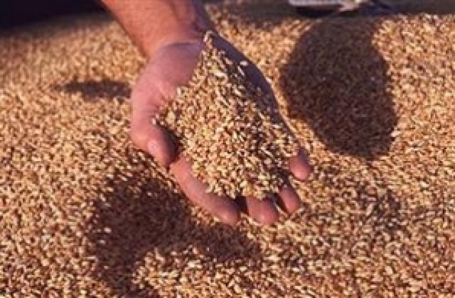НАП проверява търговците на зърно в Търговище