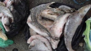 40 кг риба конфискуваха в Силистренско