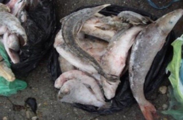 40 кг риба конфискуваха в Силистренско