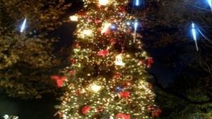 Елхата в Мездра светва на 8ми декември