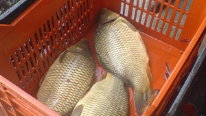 Провериха рибните щандове и магазини в Русенско