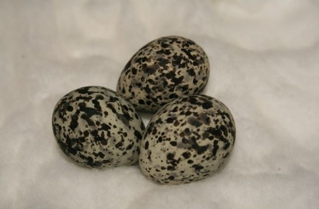 Разкрит е колекционер на яйца на редки видове птици