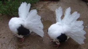 Гълъбари организират изложение във Враца