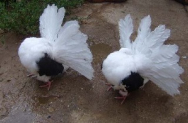 Гълъбари организират изложение във Враца