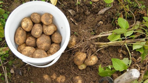 Във Владиславово искат да си садят картофи и пипер между