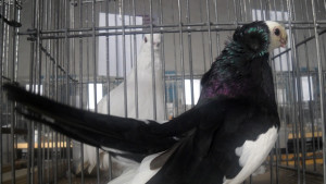 Гълъбовъдството във врачанско набира нови сили