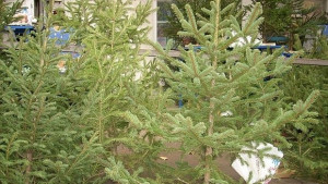 Започват проверки за търговията на елхи