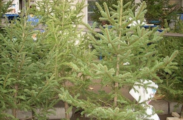 Започват проверки за търговията на елхи