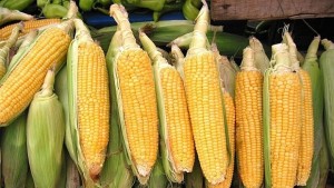 Еколози алармират Масово ни предлагат ГМО фуражи без етикети