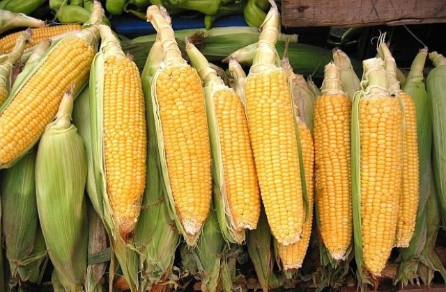 Еколози алармират: Масово ни предлагат ГМО фуражи без етикети