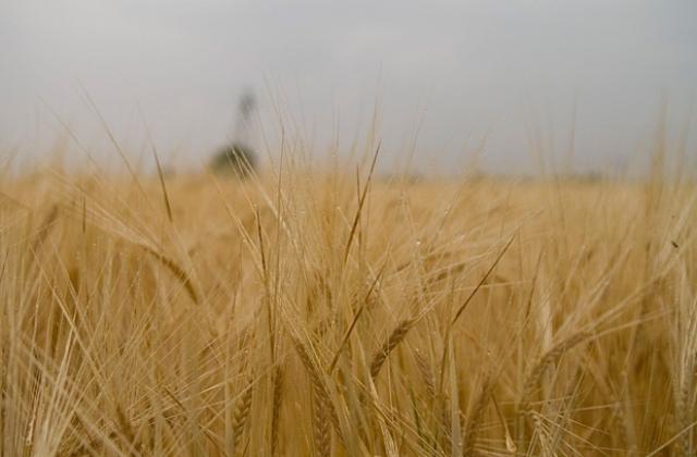 Земеделците избират как да се облагат доходите им за 2012 г. до 31 декември