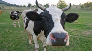 Ветеринарните лекари празнуват днес