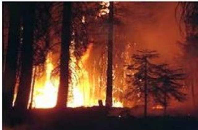 Пожарите засегнаха 7500 декара горски масиви