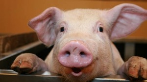 Във Варненско нямало тормозени прасета