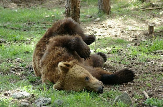Спасиха алкохолизирана украинска мечка