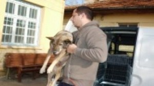 Мобилна лаборатория и специалисти кастрира обезпаразитява и чипира безстопанствените кучета
