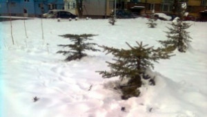 Отсякоха елхичките от детска площадка