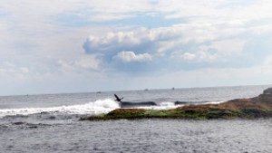 Американци ще строят плаваща Силициева долина