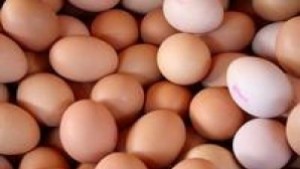 Вече ще ядем яйца само от щастливи кокошки