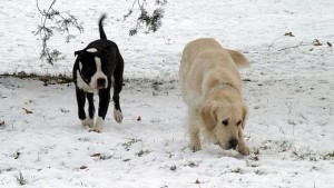 До 200 лева глоба за куче без чип