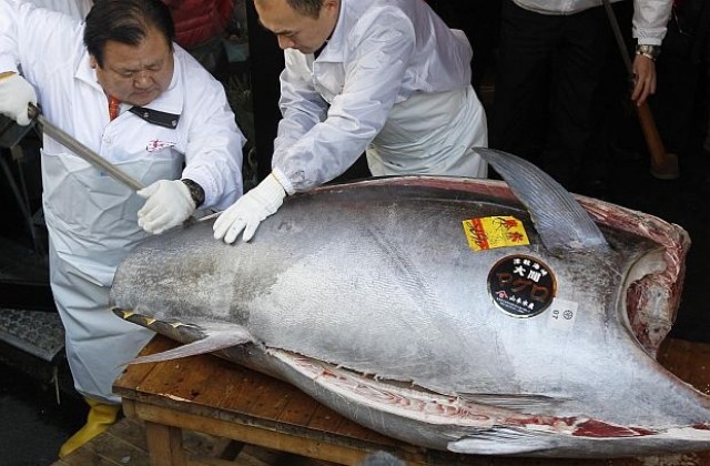 Уловиха риба тон за 565 000 евро край Япония