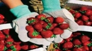 Търсят се берачки на ягоди в Испания