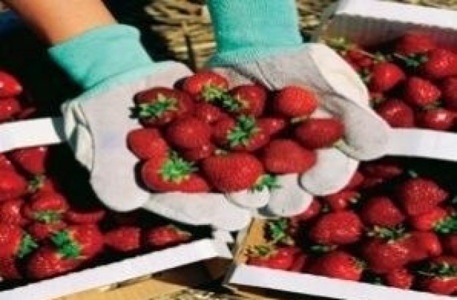 Търсят се берачки на ягоди в Испания