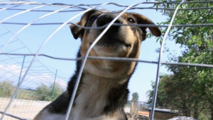 Обмислят масирана кастрация в крайните райони на столицата