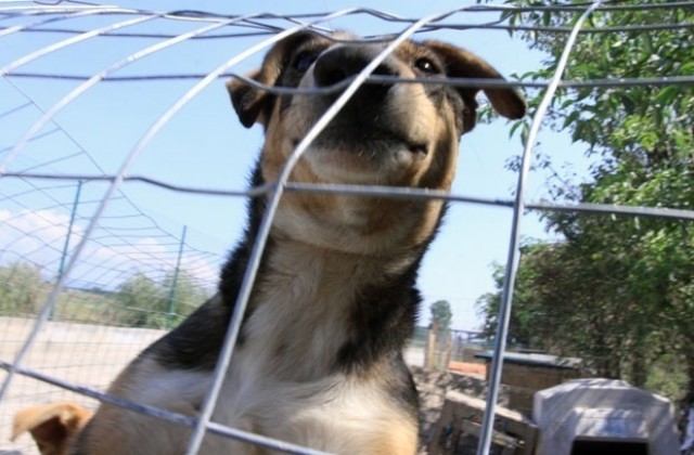 Обмислят масирана кастрация в крайните райони на столицата