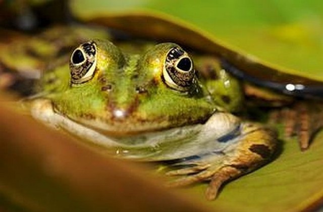 Най-малкото гръбначно на света е жаба в Нова Гвинея