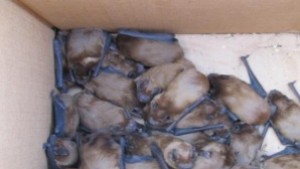 В Деветашката пещера заселват спасените в Силистренско прилепи