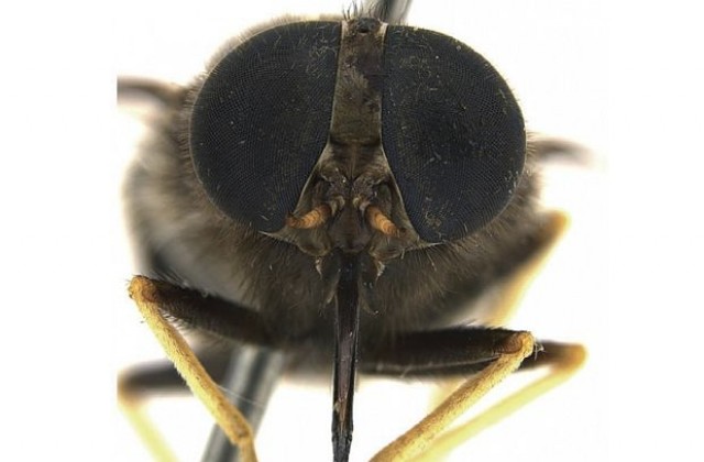 Кръщават рядка австралийска муха на Бионсе