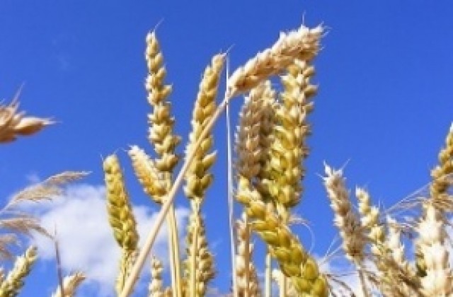 Повишават се изкупните цени на зърнените култури