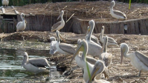 Експерти на РИОСВ са в екипите за Среднозимното преброяване на
