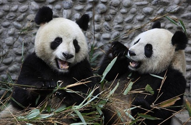 Китайски панди под наем във Франция