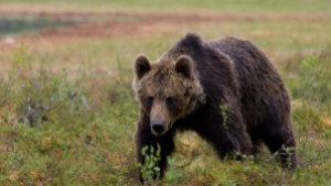 130 хил лв обезщетение за убит от мечка ще плаща