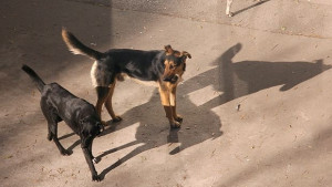 Подлагат на ударна кастрация половината бездомни кучета в София