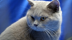 Крият данъци и чрез домашни любимци