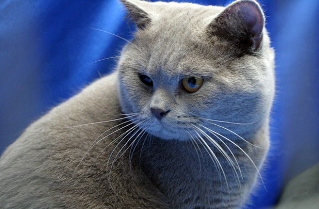 Крият данъци и чрез домашни любимци