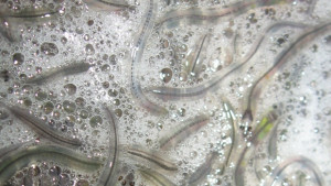 Няма нарушения на Закона за биологичното разнообразие по случая със