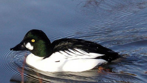 Откриха необичайни за този сезон птици