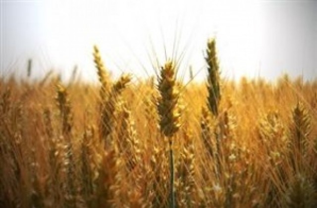 Пропаднали са 2000 дка с пшеница в Търговищка област