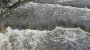 36то среднозимно преброяване на водолюбивите птици