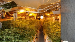 Врачанските полицаи разбиха нарколаборатория