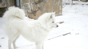 Силен вятър